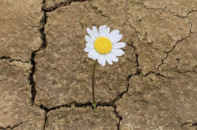 flower in the desert is dry land daisy