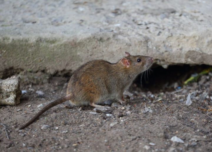 Rat
