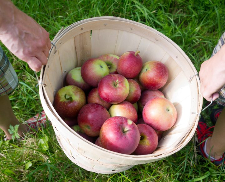 applebushel
