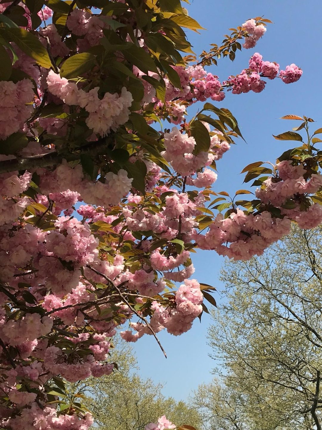 primavera