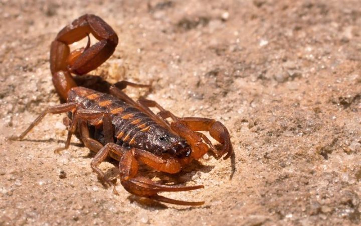 scorpion-season